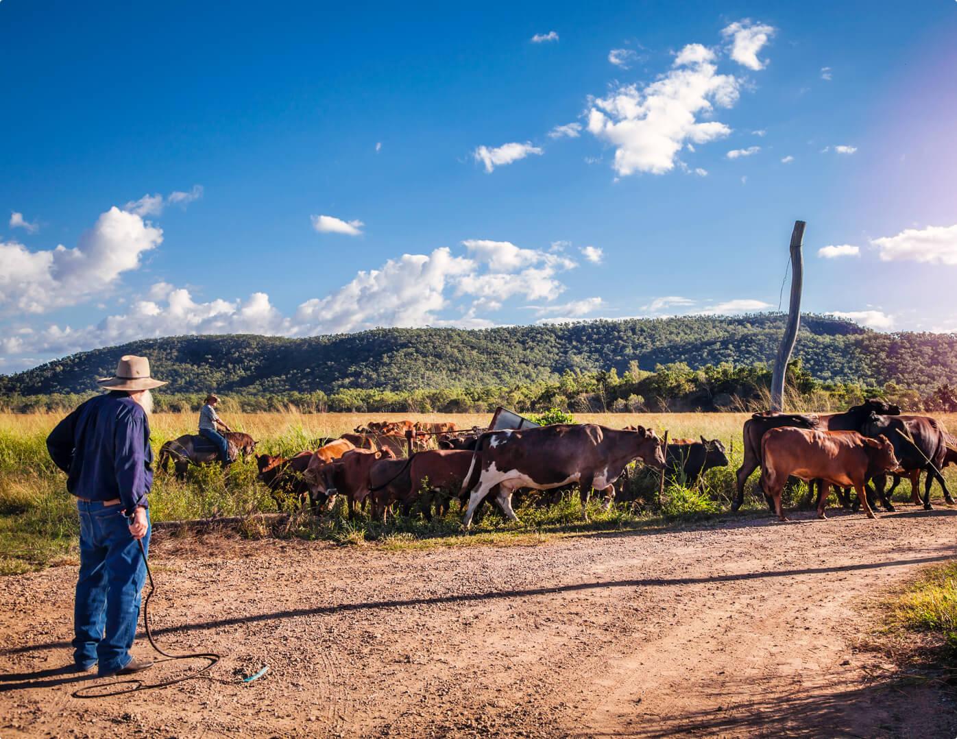 Australian farmers in rural Queensland herding cattle in the daytime.